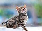 Egyptian Mau Cat Breed • Purrfect Cat Breeds