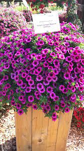 Winter Gardening Trousers In 2021 Petunias Flower Garden Backyard Landscaping
