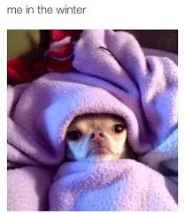 21 Pictures That Are Way Too Real For People Who Are Always Cold Cute Chihuahua Cute Animals Funny Dogs