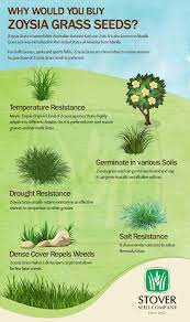 Zoysia Is Most Popular Due To Various Qualities Such As Temperature Resistance Germinate In Various Soils Drough Zoysia Grass Zoysia Grass Seed Turf Backyard