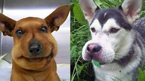 Try Not To Laugh Funniest Dogs Fails Funny Life Videos Parasteh Blogger Blog Site