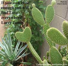 Larry James Celebratelove Com Blog Cactus Cacti And Succulents Cactus Plants