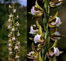 Image result for Rhipidoglossum ovale