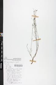 Image result for Cordylostigma virgatum