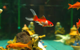 Même les aquariums d'eau froide ont besoin d'être maintenus à température constante. Poisson Rouge Les 8 Erreurs A Eviter