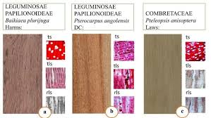 Image result for Pteleopsis anisoptera