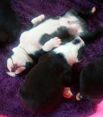 Please try to refresh the page. Boston Terrier Puppies Texas Craigslist Pets Lovers