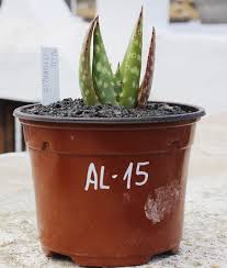 Image result for Aloe littoralis