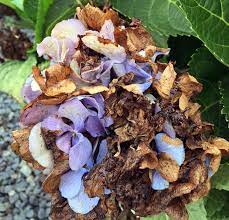 Pin On Flowers And Gardening Ideas