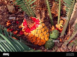 Image result for Encephalartos villosus