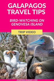 Galapagos Travel Tips Genovesa Island Bird Watching Trip Video In 2020 Galapagos Travel South America Travel Itinerary Galapagos Islands Travel