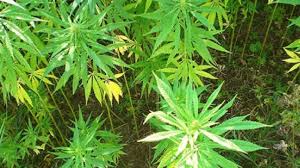He said that it is haram religiously forbidden to use narcotics in any way because it results in considerable adverse effects in terms of personal health and social. L E Muslim Citizens Council Memorandum On Medical Cannabis Sunday Times
