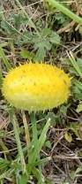 Image result for Cucumis aetheocarpus