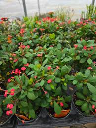 Image result for Euphorbia williamsonii