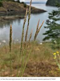 Image result for Agrostis isopholis