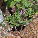 Image result for Aeollanthus engleri