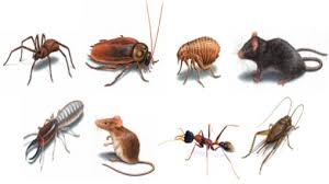 ‍commercial pest control protects businesses. Pro Tec Pest Services Inc Wilmington De