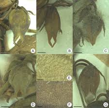 Image result for Stemodiopsis buchananii