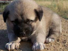 safkan kangal kopek satisi iletisim kopek hayvanlar kangal kopegi