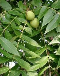 Image result for Juglans