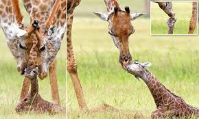 He's not afraid to serve some bold looks. Newborn Giraffe Is Lovingly Fawned Over By Its Parents As They Clean It With Tongues In South Africa Daily Mail Online