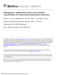 Image result for Croton longipedicellatus