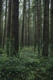 You can download beautiful aesthetic forest images . Forest Pictures Photos And Images For Facebook Tumblr Pinterest And Twitter