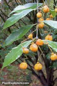 Image result for Myrianthus