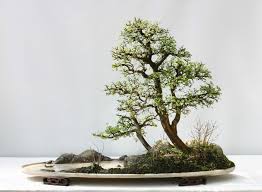 Bonsai Style Difference Between Landscape Penjing And Water And Land Penjing Bonsai Forest Bonsai Tree Bonsai Garden