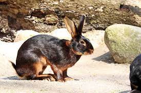 Belgian Hare Info Care Guide Varieties Lifespan More With Pictures Pet Keen