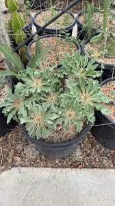 Image result for Cyphostemma barbosae