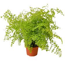 Image result for Adiantum capillus-veneris
