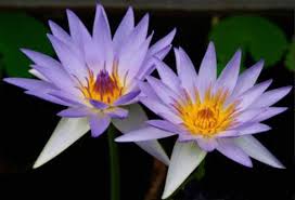 We did not find results for: 15 Types Of Lotus Flowers And Their Meaning Amaze Vege Garden