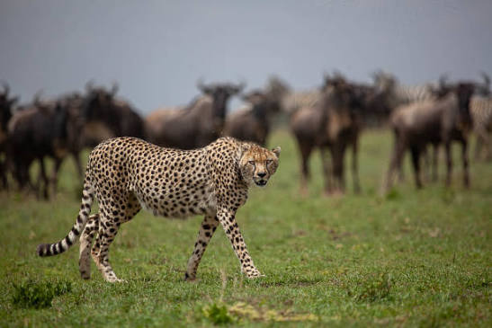 360+ African Cheetah And Antelope Stock Photos and Royalty-Free Pictures - iStock