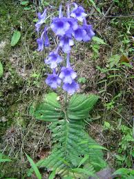 Image result for Streptocarpus eylesii