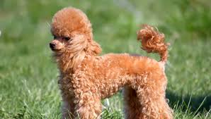 319 followers · pet breeder. Miniature Poodle Puppies For Sale Mini Poodles Greenfield Puppies