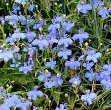 Image result for Lobelia erinus