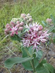 How To Identify Milkweed Plants Quickly And Confidently Save Our Monarchs