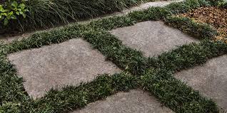 A good tip after laying a paver is to wipe the top of it with a damp sponge to clean off any mortar. How To Grow Mondo Grass Between Pavers Bunnings Warehouse Mondo Grass Grass Between Pavers Grass Pavers