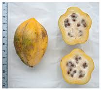 Image result for Vasconcellea pubescens