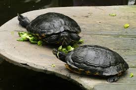 why my red eared slider is not eating the turtle hub