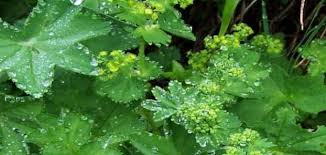 العلاج الدوائي لمرض الأعصاب في الرأس. ÙÙˆØ§Ø¦Ø¯ ÙˆØ§Ø¶Ø±Ø§Ø± Ø¹Ø´Ø¨Ø© Ø±Ø¬Ù„ Ø§Ù„Ø£Ø³Ø¯ Ø§Ø¹Ø´Ø§Ø¨