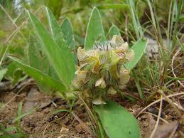 Image result for Xerophyta equisetoides