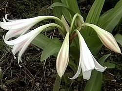 Image result for Crinum subcernuum