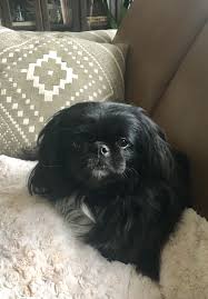 Black And White Pekingese Puppies Our Sweet Peke Jackee Pekingese Puppies Pekingese Dogs Cute Baby Animals