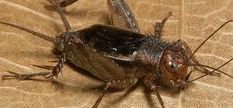 If you don't mind the sound crickets make, you might think that none of this information applies to you. The Welcome Sounds Of Crickets Chirping