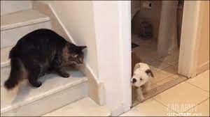 Funny Dog And Cat Gif More Here Funny Animals Cute Funny Animals Funny Cat Videos