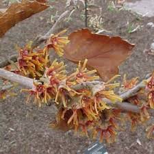 Image result for Hamamelidaceae