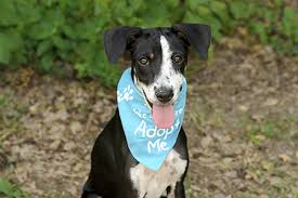 Is the Pet Adoption Process Becoming Too Much? | NAIA Official Blog