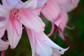 We did not find results for: 8 Types Of Lilies For Beautiful Gardens Horticulture Co Uk